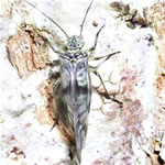 Photo of Psococerastis gibbosa